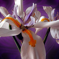 photo "Iris"