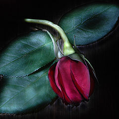 photo "rose"