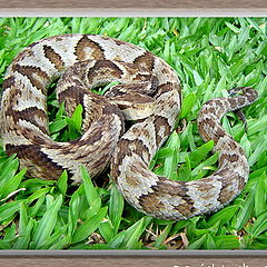 фото "Brazilian Viper (Jararaca)"