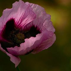 photo "I`m different"