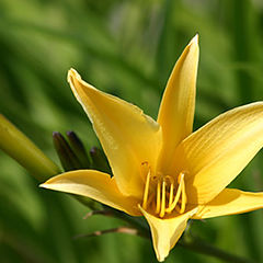 photo "Yellow and Green--the music of the beauty"