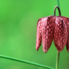 фото "Liliy"