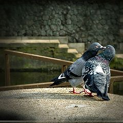 photo "LOVE and PIGEONS or SPRING and BIRDS"