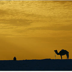 photo "Camel"