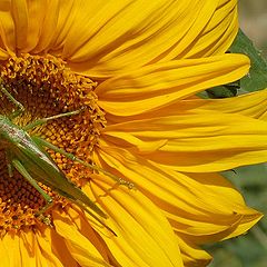 photo "Grasshopper"