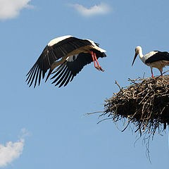 фото "Let`s fly!"