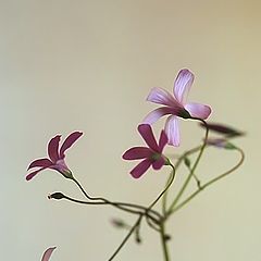 photo ""Emotional" blooming"