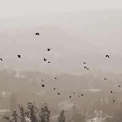 photo "BIRDS"