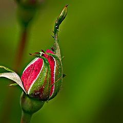 photo "Ballet green"