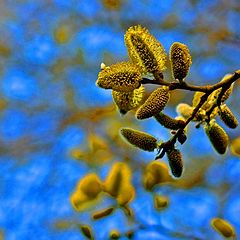 фото "Catkin"