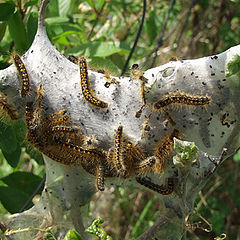 photo "Spring Nesting"