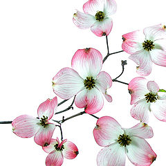 фото "blossoms"