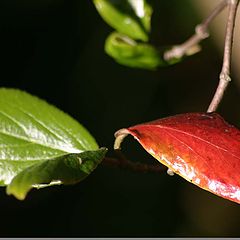 фото "Contrast leaves"