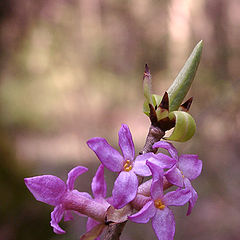 photo "Daphne mezereum"