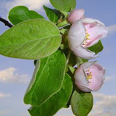 photo "Flowers of an apple-tree"