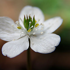 photo "Une Petite Fleur"