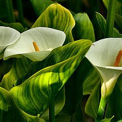 photo "White & Green"