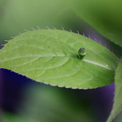 photo "Leaf with a tiny plant growing on it"