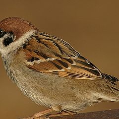 фото "sparrow"