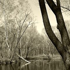 photo "Pond"