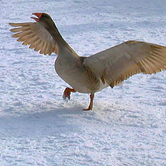 photo "Goose-song"
