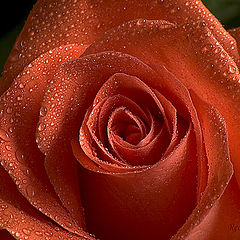 photo "Rose"