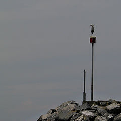 photo "They have left in foggy yesterday. I shall wait."