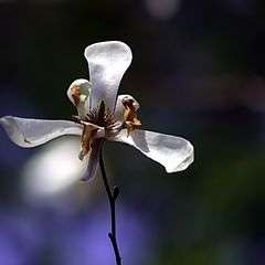 photo "Japanese orchid in bloom"