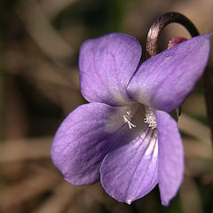 photo "Wood violet"