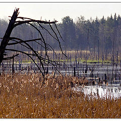 photo "Spring on a bog"