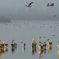 фото "MORNING IN THE COUNTRY OF PELICANS"