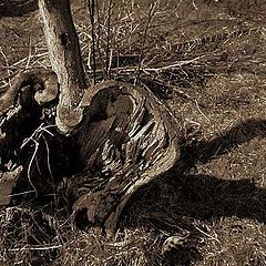 photo "Apple and Apple-tree"