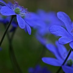 фото "Blues of summer..."