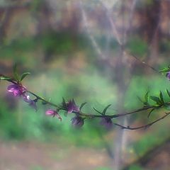 photo "Under the soft Sunlight of Spring"