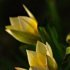фото "Spring Warmth"