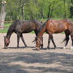 photo "horses"