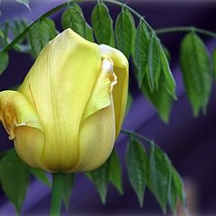 photo "Yellow rose"