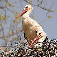 photo "From a life of storks..."