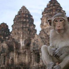 photo "Temple watch monkey"