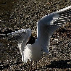 photo "Egyptian dance."