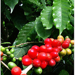 photo "cofFee plant"