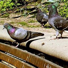 photo "City birds."