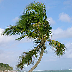 photo "Lonely Palm Tree"