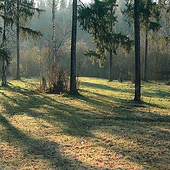 photo "Morning in the forest"