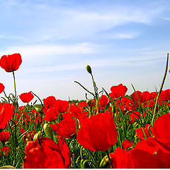 photo "field poppy"