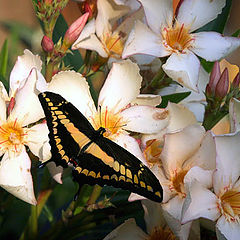 фото "Oleander & Butterfly"