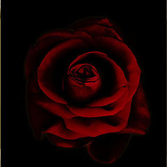 photo "Rose"