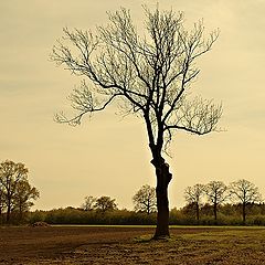 photo "LONELINESS"