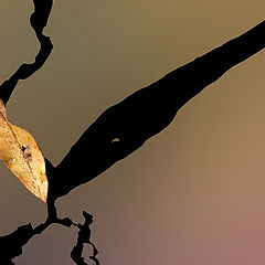 photo "Fall"