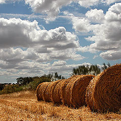 photo "straw colours"